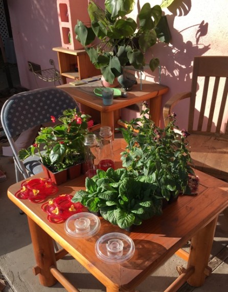 plants on table