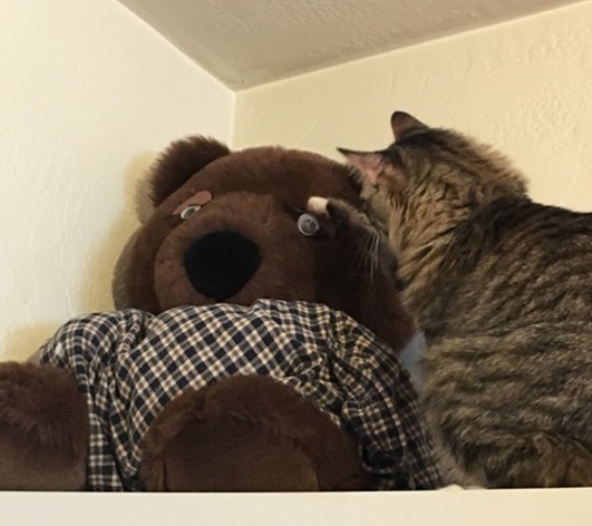 playing with bear