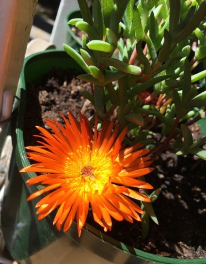 orange flower