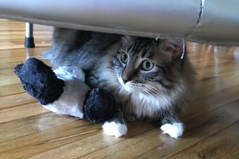 under trampoline with panda