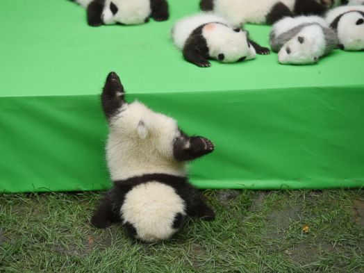 abc news panda