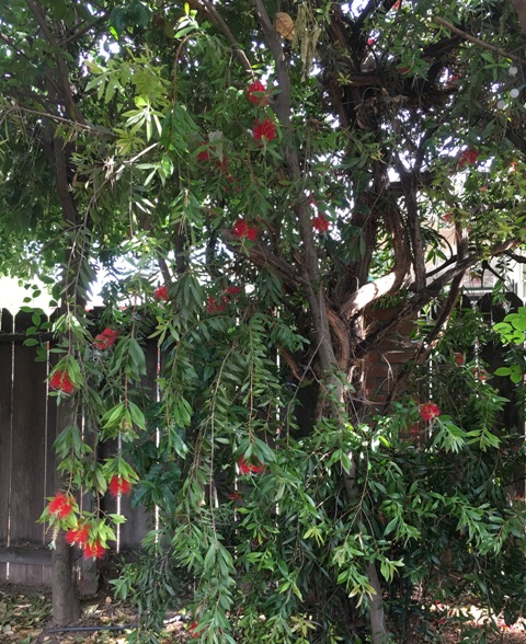bottle brush tree
