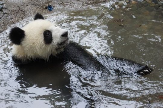 panda swimming