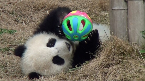 panda with ball