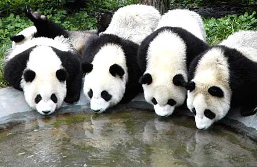 pandas drinking