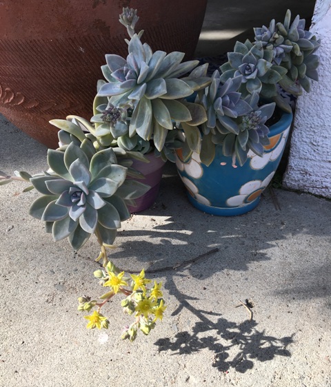 succulent flowers