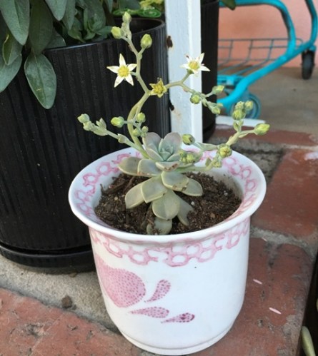 succulent in pot
