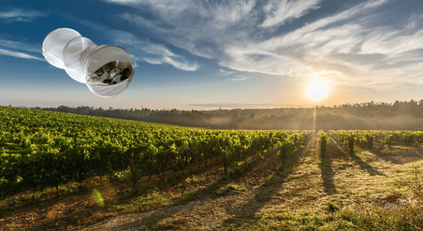 approaching vineyards small