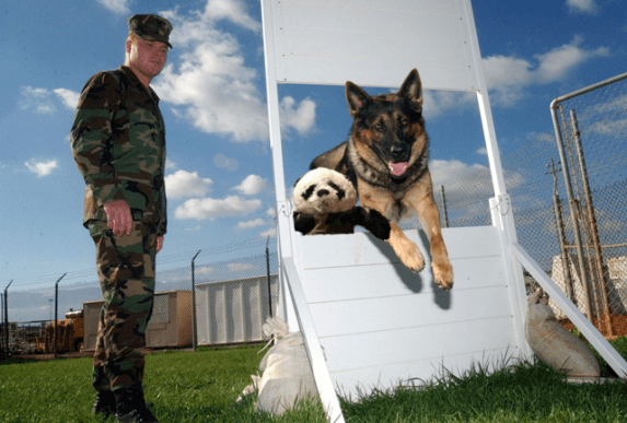 basic jumping with dog