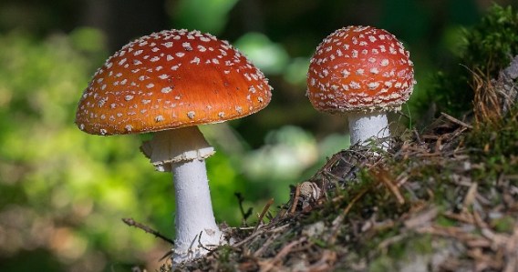 mushrooms from pixabay