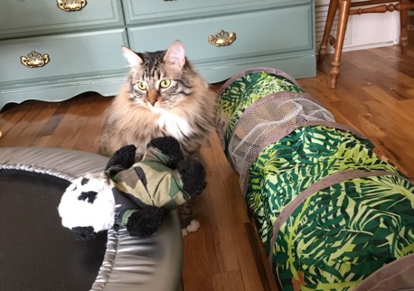 panda fatigues review