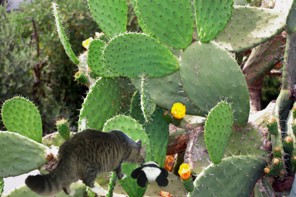 at bottom of cactus small