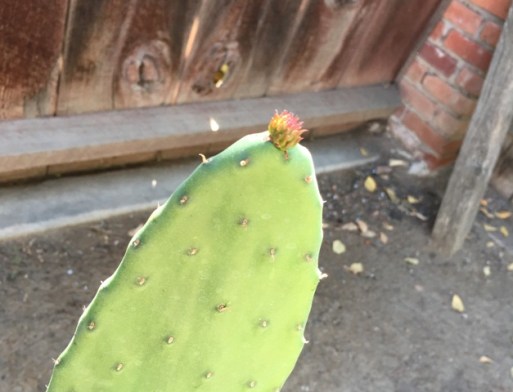 closeup of baby nopal
