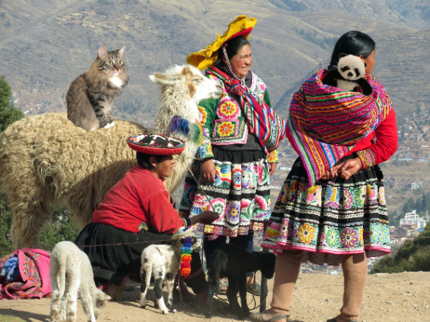 Foster on llama small2