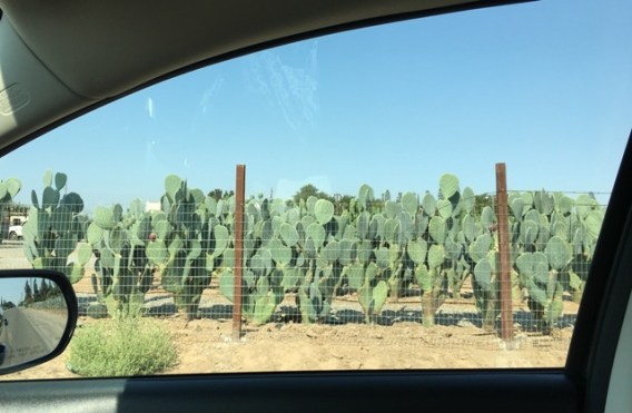 nopal farm