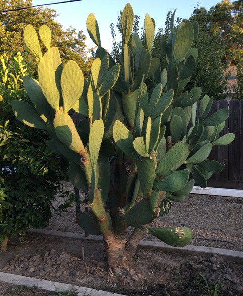 nopales at Carlos house