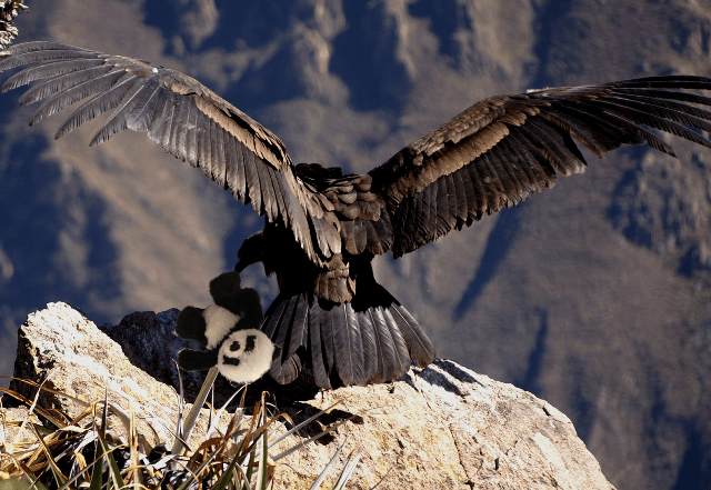 panda and condor nest small