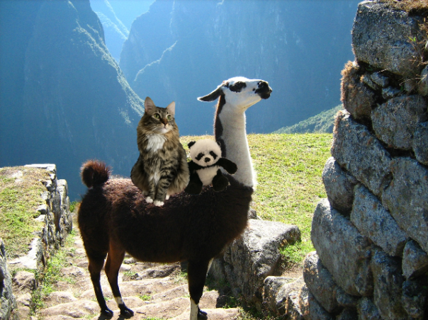 riding a llama small