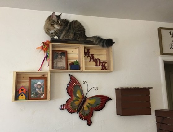 Foster on MADK shelf