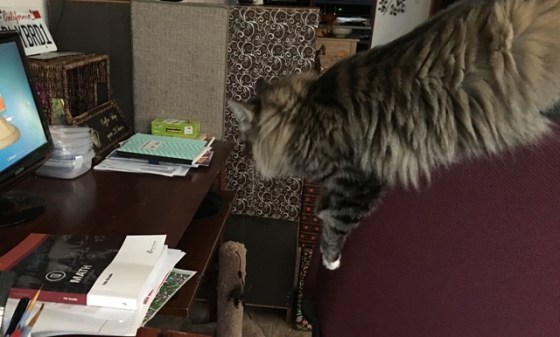 on chair looking at computer