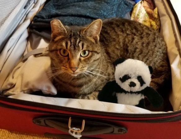 benji and panda in suitcase sm