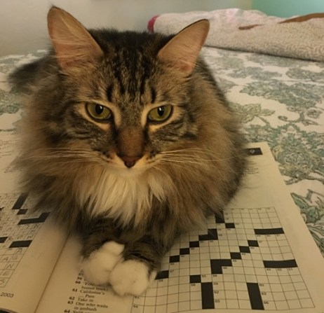 crossword puzzle