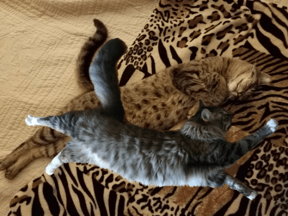 stretching contest small