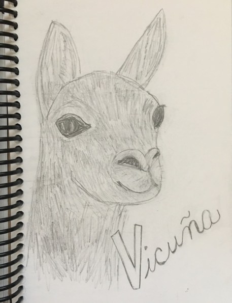 vicuna