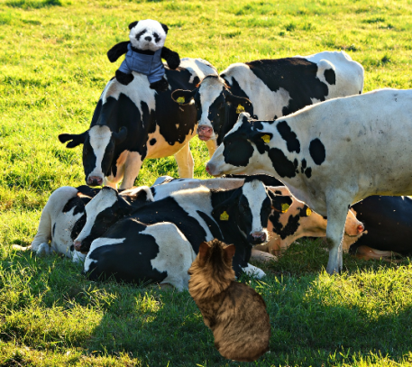 foster looking at cows small