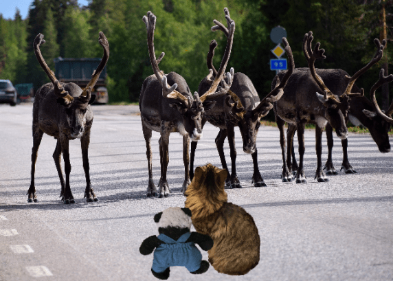 looking at reindeer sm