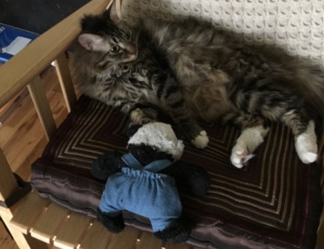 panda climbing to chair