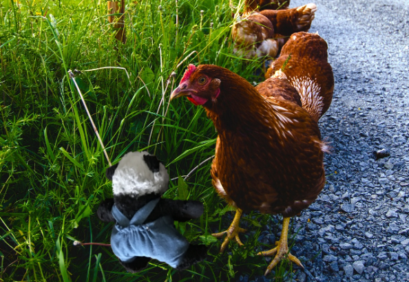 panda reasoning with hen small