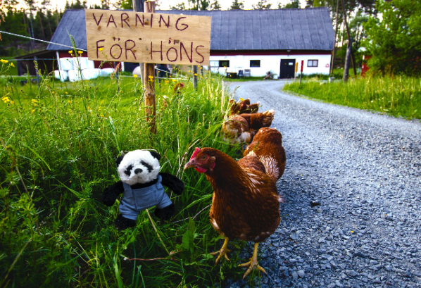 panda talking to hen small