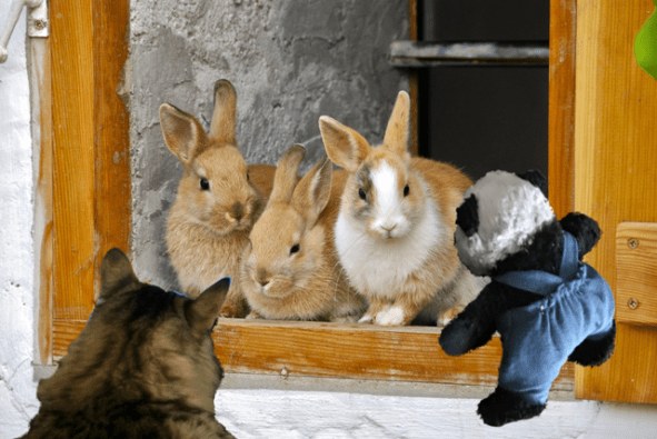 seeing rabbits sm