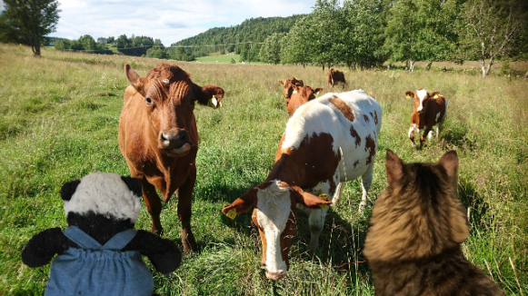 talking to cows apartsm