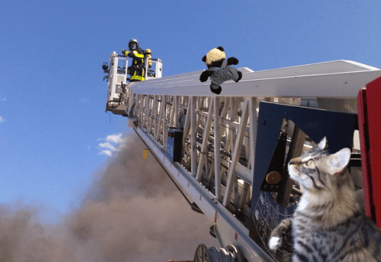 a panda climbing ladder