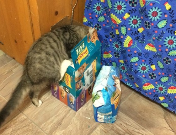 climbing in cat food box