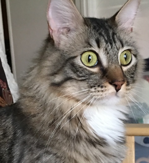 whiskers and green eyes