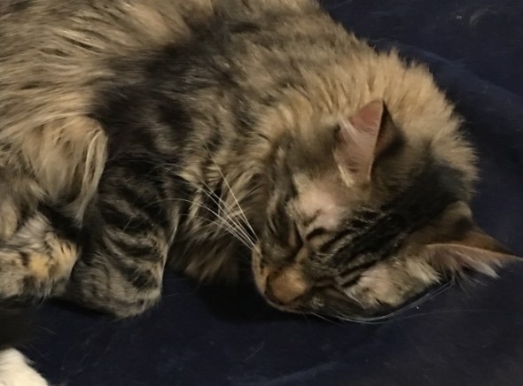 whiskers blue blanket