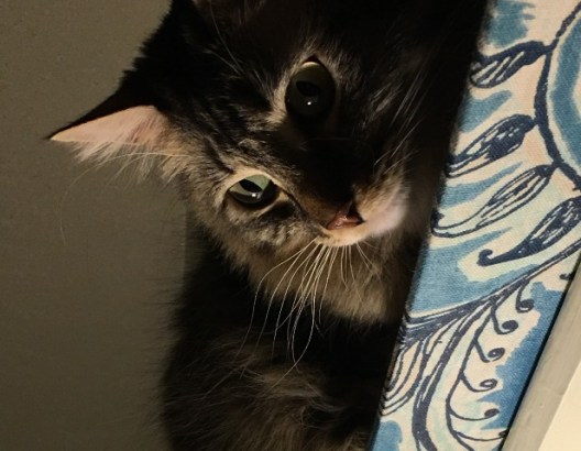 whiskers flower shelf