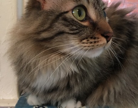 whiskers looking to side