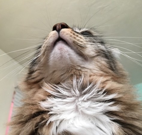 whiskers looking up
