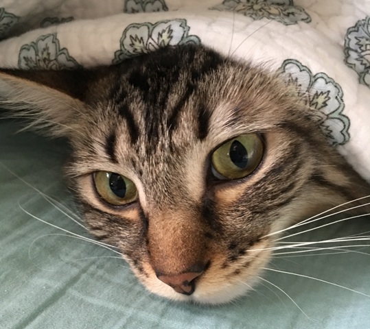 whiskers under quilt