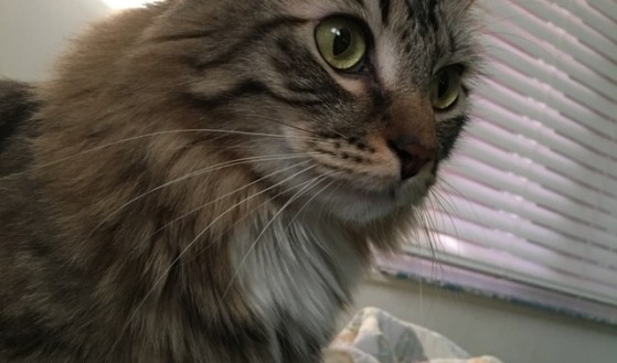 whiskers with blinds