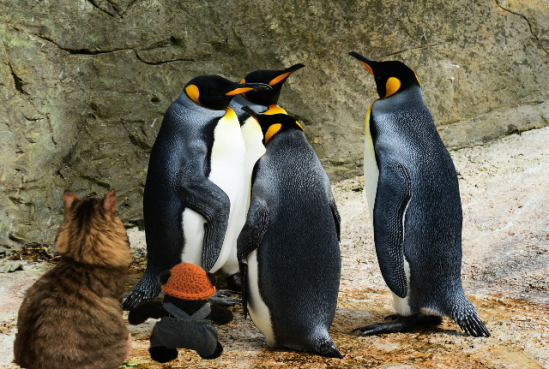 a seeing penguins