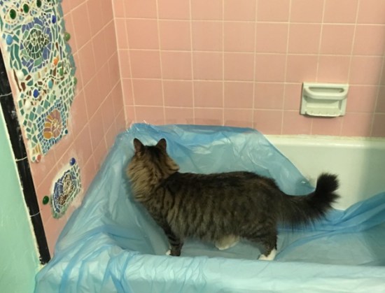 Foster in tub