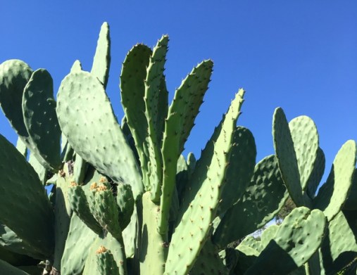 nopales and sky
