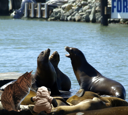 a seals meeting