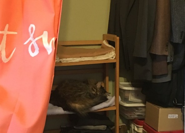 Foster on sewing room shelf