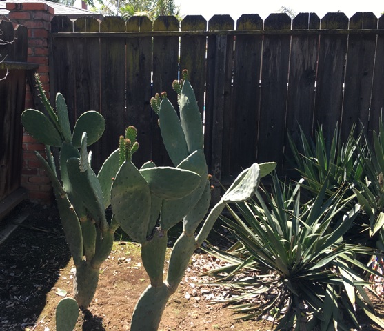 nopales and spiky plant